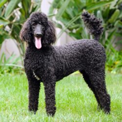 Poodle meaning