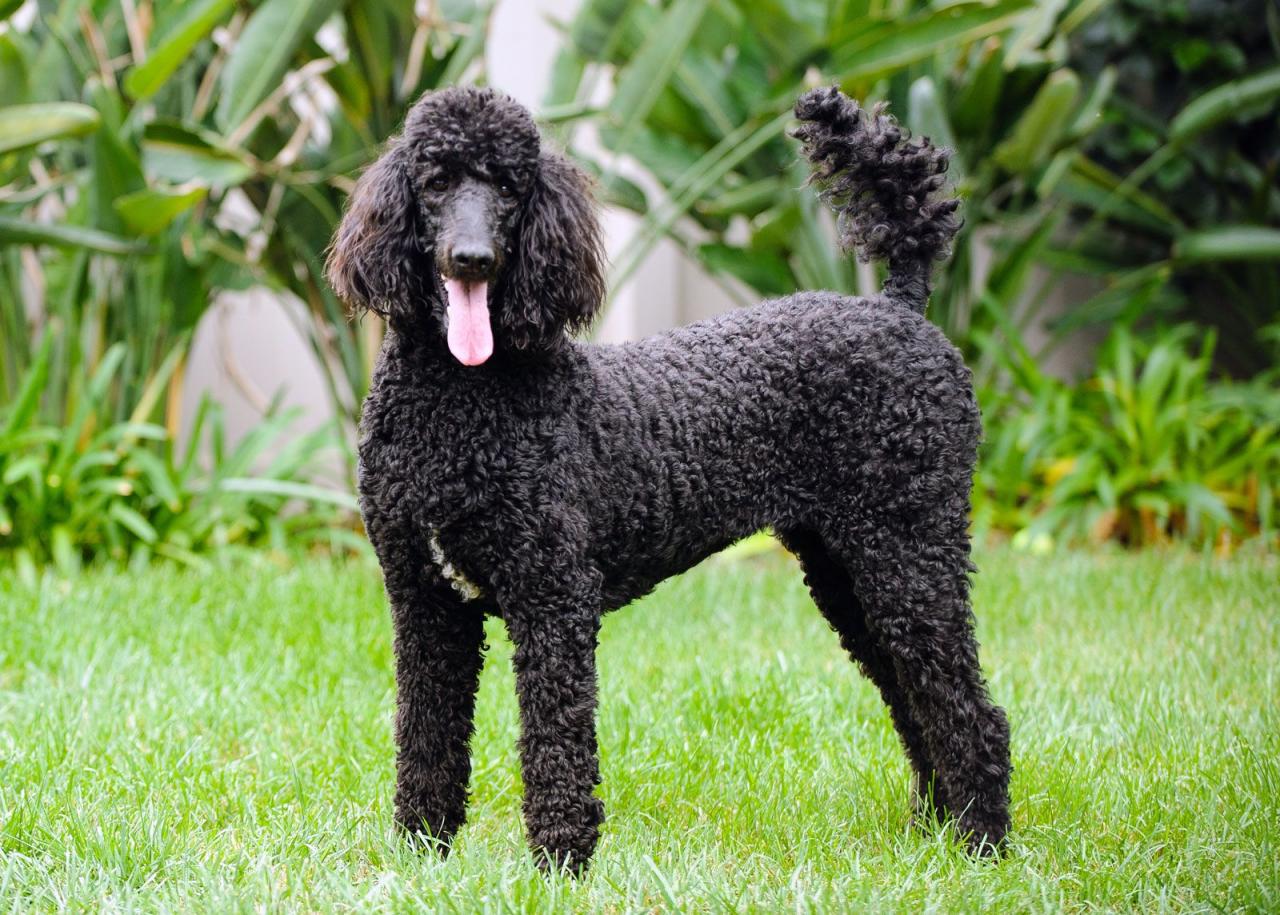 Poodle meaning
